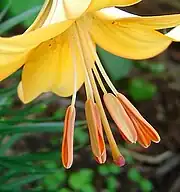 Lilium: Longitudinal dehiscence of anthers