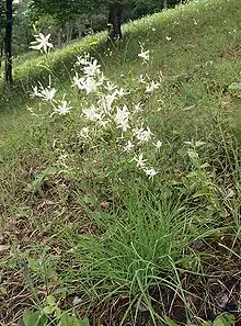 Anthericum