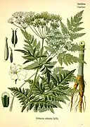 Leaf of cow parsley, Anthriscus sylvestris, is 2- or 3-pinnate, not infinite