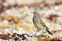 Anthus petrosus on Ringstead Bay