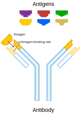 A schematic representation of an antibody