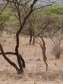 Gerenuk at Samburu