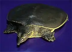 Spiny softshell