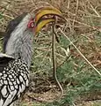 With small snake prey, Kruger Park