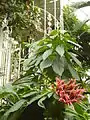 Bloom of the Panama queen in the Palm House of Kew Gardens in London England.