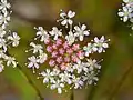 Close-up of flowers of Peucedanum cervaria