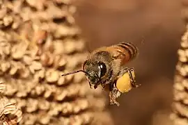 Bee in flight, carrying pollen in a yellow container large for its size