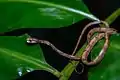 Aplopeltura boa, Khao Sok National Park.