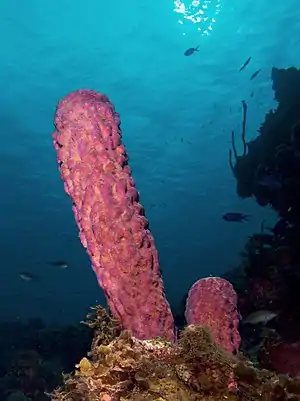 Aplysina archeri (Stove-pipe Sponge-pink variation)