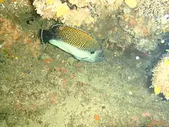 Tiger Angelfish at Chain reef, Durban