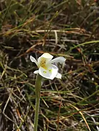 In Kahurangi National Park on alpine tussock land.