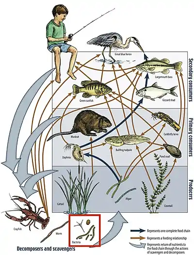 Image 14Example of a river food web. Bacteria can be seen in the red box at the bottom. Bacteria (and other decomposers, like worms) decompose and recycle nutrients back to the habitat, which is shown by the light blue arrows. Without bacteria, the rest of the food web would starve, because there would not be enough nutrients for the animals higher up in the food web. The dark orange arrows show how some animals consume others in the food web. For example, lobsters may be eaten by humans. The dark blue arrows represent one complete food chain, beginning with the consumption of algae by the water flea, Daphnia, which is consumed by a small fish, which is consumed by a larger fish, which is at the end consumed by the great blue heron. (from River ecosystem)