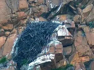 A nest at the Walter Sisulu National Botanical Garden in Roodepoort, South Africa