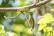 spiderhunter with greenish-brown upperparts, yellowish-grey underparts, and yellow tufts on the face