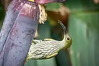 Arachnothera magna, streaked spiderhunter