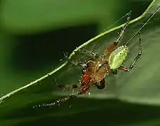 Araniella opisthographa. Male