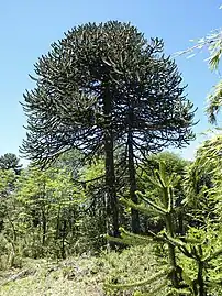 Monkey-puzzle leaves are found in Hell Creek