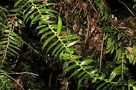 Close up of leaves