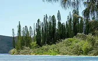 Araucaria columnaris habitat