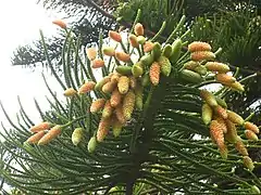 Male cones