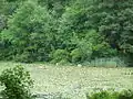 The lilly pond surrounded by grass