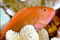 Arc-eye hawkfish (Paracirrhites arcatus), Kona District, Hawaii