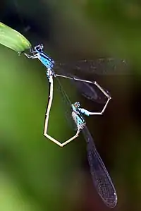 Archibasis oscillans mating pair