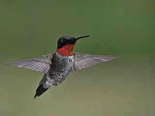 Ruby-throated hummingbird