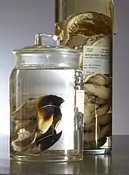 #30 (25/11?/1873)Extant remains of the Logy Bay specimen (preserved in 70% alcohol) as they appeared in 2015, at Yale's Peabody Museum of Natural History.