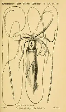 #62 (?/10/1887)T. W. Kirk's sketch of the Architeuthis longimanus type specimen in lateral aspect (Kirk, 1888:pl. 7). Note the extreme length of the feeding tentacles relative to the mantle and arms, which has been questioned by some authors.