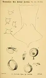 #62 (?/10/1887)Illustration of the A. longimanus specimen by T. W. Kirk, showing the posterior end of the mantle (including caudal fins), details of arm and tentacular suckers, and transverse sections of arms I–IV (Kirk, 1888:pl. 8)