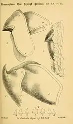 #62 (?/10/1887)T. W. Kirk's final plate of A. longimanus, showing the two-part beak (both in situ and following extraction) and a single row of radular teeth (Kirk, 1888:pl. 9)