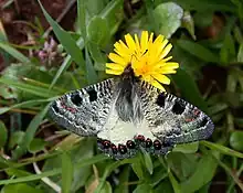 False Apollo(Archon apollinus),tribe Luehdorfiini