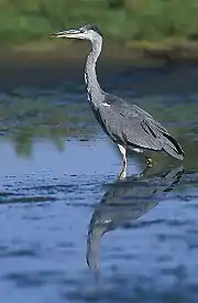 Gray heronArdea cinerea