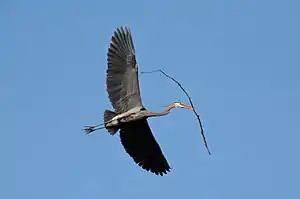 Image 55A great blue heron (Ardea herodias) flying with nesting material in Illinois. There is a colony of about twenty heron nests in trees nearby. Image credit: PhotoBobil (photographer), Snowmanradio (upload), PetarM (digital retouching) (from Portal:Illinois/Selected picture)