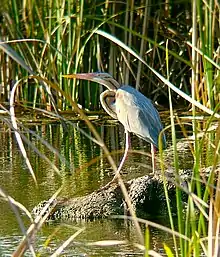 Purple heron, Ardea purpurea