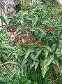 Ardisia crenata bearing fruit