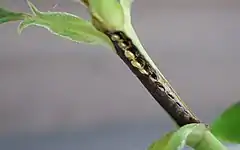 Arge cyanocrocea. Eggs