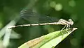 Violet dancer A. f. violacea, Female