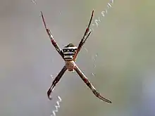 Female, dorsal