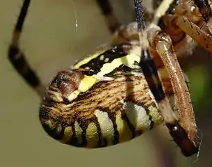 The compact spinnerets of Argiope bruennichi; placed ventrally below the posterior.