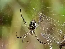 Argiope catenulata, underside