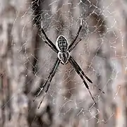 Male, north Queensland