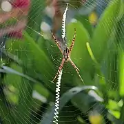 Ventral view of the same spider two days later