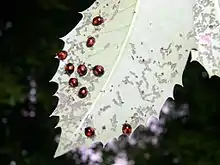 Argopistes coccinelliformis amid feeding damage on Osmanthus × fortunei