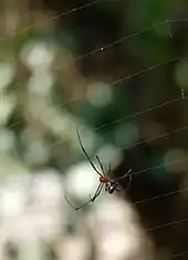 Argyrodes flavescens on the web of an Argiope pulchella