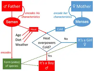 Diagram of Aristotle's theory of inheritance