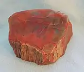 Petrified Araucarioxylon arizonicum