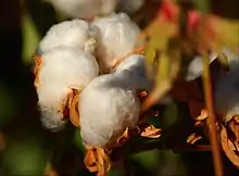 Cotton plant