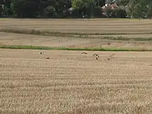 Birds in Arkley South Field